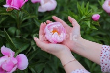 손, 두손, 꽃송이, 작약, 작약꽃, 사진,이미지,일러스트,캘리그라피 - Nyourwing0517작가 크라우드픽 - 저작권 걱정 없는 상업용 이미지