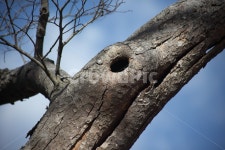 고목, 나무, wood, plant, bark, 사진,이미지,일러스트,캘리그라피 - 산사람작가 크라우드픽 - 저작권 걱정 없는 상업용 이미지