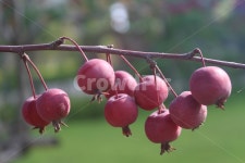 빨간색, 빨간사과, 작은열매, red, 가을, 사진,이미지,일러스트,캘리그라피 - chaly작가 크라우드픽 - 저작권 걱정 없는 상업용 이미지