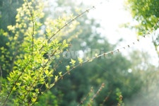 숲, 녹색, 나무, 그린, 잎, 사진,이미지,일러스트,캘리그라피 - pb이로작가 크라우드픽 - 저작권 걱정 없는 상업용 이미지