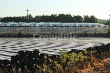 제주도, 돌담, 여름, 농장, 비닐하우스, 사진,이미지,일러스트,캘리그라피 - Nghkwjdtkfkd2작가 크라우드픽 - 저작권 걱정 없는 상업용 이미지