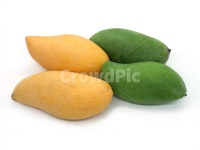 망고, 그린망고, 녹색망고, 망고mango, mango망고, 사진,이미지,일러스트,캘리그라피 - GOODFLY작가 크라우드픽 - 저작권 걱정 없는 상업용... 