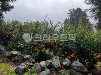 감귤밭, 과일, 밀감, 귤, 감귤류과일, 사진,이미지,일러스트,캘리그라피 - lovedays517작가 크라우드픽 - 저작권 걱정 없는 상업용 이미지