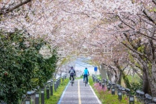 봄, 벚꽃, 벚꽃길, 자전거길, 산책길, 사진,이미지,일러스트,캘리그라피 - cstrike작가 크라우드픽 - 저작권 걱정 없는 상업용 이미지
