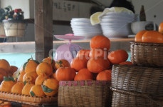 귤, 겨울, 한라봉, 천해향, 제주도, 사진,이미지,일러스트,캘리그라피 - overthe작가 크라우드픽 - 저작권 걱정 없는 상업용 이미지