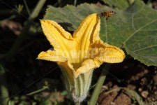 호박꽃, 꽃, 식물, 벌, flower, 사진,이미지,일러스트,캘리그라피 - 산사람작가 크라우드픽 - 저작권 걱정 없는 상업용 이미지