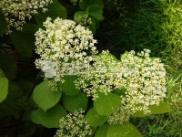 덜꿩나무꽃, 덜꿩나무, 꽃, 식물, 잎, 사진,이미지,일러스트,캘리그라피 - 제이가온작가 크라우드픽 - 저작권 걱정 없는 상업용 이미지