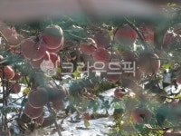 사과, 과수원, 시골, 과일, apple, 사진,이미지,일러스트,캘리그라피 - 황은별작가 크라우드픽 - 저작권 걱정 없는 상업용 이미지