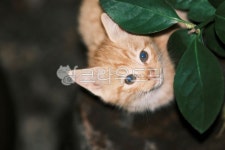 고양이, cat, 반려동물, 냥이, 애완동물, 사진,이미지,일러스트,캘리그라피 - 돌하르냥작가 크라우드픽 - 저작권 걱정 없는 상업용 이미지