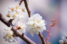 봄, 벚꽃, 식물, cherryblossom, 꽃, 사진,이미지,일러스트,캘리그라피 - G.Kim작가 크라우드픽 - 저작권 걱정 없는 상업용 이미지