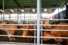 농촌, 축사, 소, 가축, 한우, 사진,이미지,일러스트,캘리그라피 - 꿈꾸는아빠작가 크라우드픽 - 저작권 걱정 없는 상업용 이미지