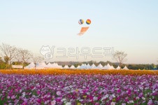 들판, flower, 농장, 경관, red, 사진,이미지,일러스트,캘리그라피 - 순풍작가 크라우드픽 - 저작권 걱정 없는 상업용 이미지