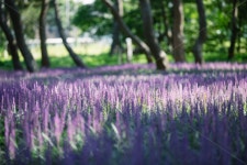 경주, 황성공원, 맥문동, 꽃, 감성, 사진,이미지,일러스트,캘리그라피 - sangminisnap작가 크라우드픽 - 저작권 걱정 없는 상업용 이미지