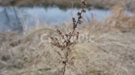 자연, 강가, 식물, 강주변, plants, 사진,이미지,일러스트,캘리그라피 - 미오미오작가 크라우드픽 - 저작권 걱정 없는 상업용 이미지