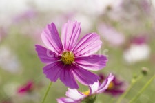 코스모스, 야생화, 코스모스꽃, 가을꽃, 분홍꽃, 사진,이미지,일러스트,캘리그라피 - natsu u작가 크라우드픽 - 저작권 걱정 없는 상업용 이미지