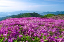 황매산, 경남관광, 합천군, 산청군, 철쭉제, 사진,이미지,일러스트,캘리그라피 - 운강작가 크라우드픽 - 저작권 걱정 없는 상업용 이미지