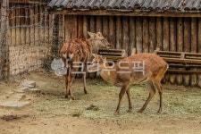 서울, 공원, 어린이대공원, 동물원, 동물, 사진,이미지,일러스트,캘리그라피 - imlover작가 크라우드픽 - 저작권 걱정 없는 상업용 이미지