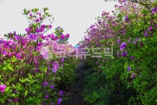 철쭉, 철쭉꽃, 붉은꽃, 초암산, 전남보성초암산, 사진,이미지,일러스트,캘리그라피 - 오륙도열이작가 크라우드픽 - 저작권 걱정 없는 상업용 이미지