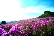황매산골유흥주점 | 산철쭉, 황매산, 합천, 산, 철쭉제, 사진,이미지,일러스트,캘리그라피 - 은사동민작가 크라우드픽 - 저작권 걱정 없는 상업용 이미지