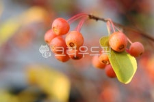 꽃사과, malus, prunifolia, crabapple, wildapple, 사진,이미지,일러스트,캘리그라피 - anima작가 크라우드픽 - 저작권 걱정 없는... 