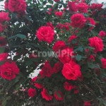 장미, 꽃, 분위기, rose, flower, 사진,이미지,일러스트,캘리그라피 - lsongm작가 크라우드픽 - 저작권 걱정 없는 상업용 이미지