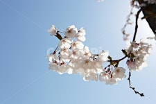 벗꽃, 벗나무, 꽃, 꽃잎, 봄꽃, 사진,이미지,일러스트,캘리그라피 - 함께사는세상작가 크라우드픽 - 저작권 걱정 없는 상업용 이미지