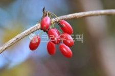 산수유, 열매, 가지, 식물, 과일, 사진,이미지,일러스트,캘리그라피 - hong0319작가 크라우드픽 - 저작권 걱정 없는 상업용 이미지