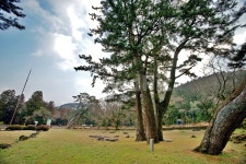 삼천단곰솔, 제주도, 제주삼천단곰솔군, 천연기념물제160호, 산천단, 사진,이미지,일러스트,캘리그라피 - Deep bLUE작가 크라우드픽 - 저작권... 