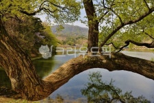 반곡지, 버드나무, 제방, 둑, 고목, 사진,이미지,일러스트,캘리그라피 - 깨비선생작가 크라우드픽 - 저작권 걱정 없는 상업용 이미지