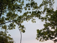 자연, 나무, 노을, 하늘, 푸른, 사진,이미지,일러스트,캘리그라피 - 메론작가 크라우드픽 - 저작권 걱정 없는 상업용 이미지