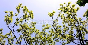 plant, 식물, 잎, 하늘, 여름, 사진,이미지,일러스트,캘리그라피 - 하나임작가 크라우드픽 - 저작권 걱정 없는 상업용 이미지