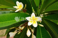 플루메리아, plumeria, 열대꽃, 열대식물, tropical, 사진,이미지,일러스트,캘리그라피 - BUSAN OPPA작가 크라우드픽 - 저작권 걱정 없는... 