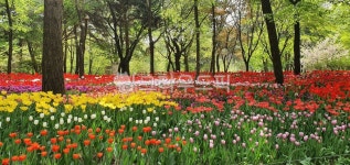 서울숲, 튤립, 튤립공원, 꽃, 자연, 사진,이미지,일러스트,캘리그라피 - GraceRoi작가 크라우드픽 - 저작권 걱정 없는 상업용 이미지