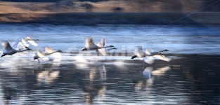 비상, 백조, 연호정, 겨울, 철새, 사진,이미지,일러스트,캘리그라피 - 강경석작가 크라우드픽 - 저작권 걱정 없는 상업용 이미지