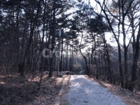 산길, 숲, 나무, 풍경, tree, 사진,이미지,일러스트,캘리그라피 - noona작가 크라우드픽 - 저작권 걱정 없는 상업용 이미지