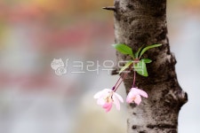 tree, 나무, flower, 꽃, leaf, 사진,이미지,일러스트,캘리그라피 - 대포동1호작가 크라우드픽 - 저작권 걱정 없는 상업용 이미지