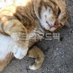 무념무상, 고양이, 치즈고양이, 귀여움, 깜찍하다, 사진,이미지,일러스트,캘리그라피 - 픽쳐Eon작가 크라우드픽 - 저작권 걱정 없는 상업용 이미지