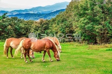 nature, 자연, field, 들, outdoors, 사진,이미지,일러스트,캘리그라피 - 2Y 포토그래프작가 크라우드픽 - 저작권 걱정 없는 상업용 이미지