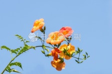 꽃, flower, red, 뜰, 식물, 사진,이미지,일러스트,캘리그라피 - 순풍작가 크라우드픽 - 저작권 걱정 없는 상업용 이미지
