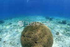 바다, 해양생물, 심해바다, 수중, 산호초, 사진,이미지,일러스트,캘리그라피 - lucky1058007작가 크라우드픽 - 저작권 걱정 없는 상업용 이미지