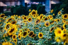 해바라기, sunflower, plant, 식물, 꽃, 사진,이미지,일러스트,캘리그라피 - himnaerat작가 크라우드픽 - 저작권 걱정 없는 상업용 이미지