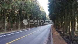 도로, 삼나무, 숲길, 가로수, 찻길, 사진,이미지,일러스트,캘리그라피 - 효땡작가 크라우드픽 - 저작권 걱정 없는 상업용 이미지