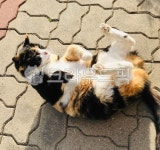 고양이, 길고양이, 발라당, cat, animal, 사진,이미지,일러스트,캘리그라피 - 욘두작가 크라우드픽 - 저작권 걱정 없는 상업용 이미지