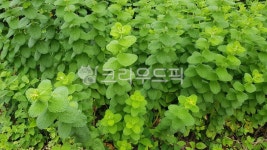 박하, 방하, 민트, 허브, 허브식물, 사진,이미지,일러스트,캘리그라피 - 걷보담작가 크라우드픽 - 저작권 걱정 없는 상업용 이미지