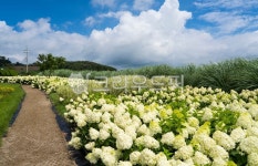 하얀수국, 수국꽃, 공원, 정원, 꽃밭, 사진,이미지,일러스트,캘리그라피 - 서은작가 크라우드픽 - 저작권 걱정 없는 상업용 이미지