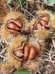 밤, 밤송이, 가을, 갈색, chestnut, 사진,이미지,일러스트,캘리그라피 - heo67작가 크라우드픽 - 저작권 걱정 없는 상업용 이미지