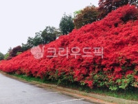나무, tree, redflower, flower, 꽃, 사진,이미지,일러스트,캘리그라피 - Ngorom01작가 크라우드픽 - 저작권 걱정 없는 상업용 이미지