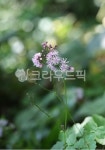 식물, 야생화, 은꿩의다리, 여름꽃, 풀꽃, 사진,이미지,일러스트,캘리그라피 - 감성담다작가 크라우드픽 - 저작권 걱정 없는 상업용 이미지