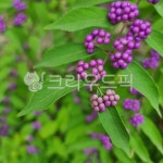 보라, 열매, 자연, 잎, 과일, 사진,이미지,일러스트,캘리그라피 - lilinS2jun작가 크라우드픽 - 저작권 걱정 없는 상업용 이미지