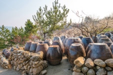 청매실농장, 장독대, 꽃, 매화, 농장, 사진,이미지,일러스트,캘리그라피 - 사진속으로작가 크라우드픽 - 저작권 걱정 없는 상업용 이미지
